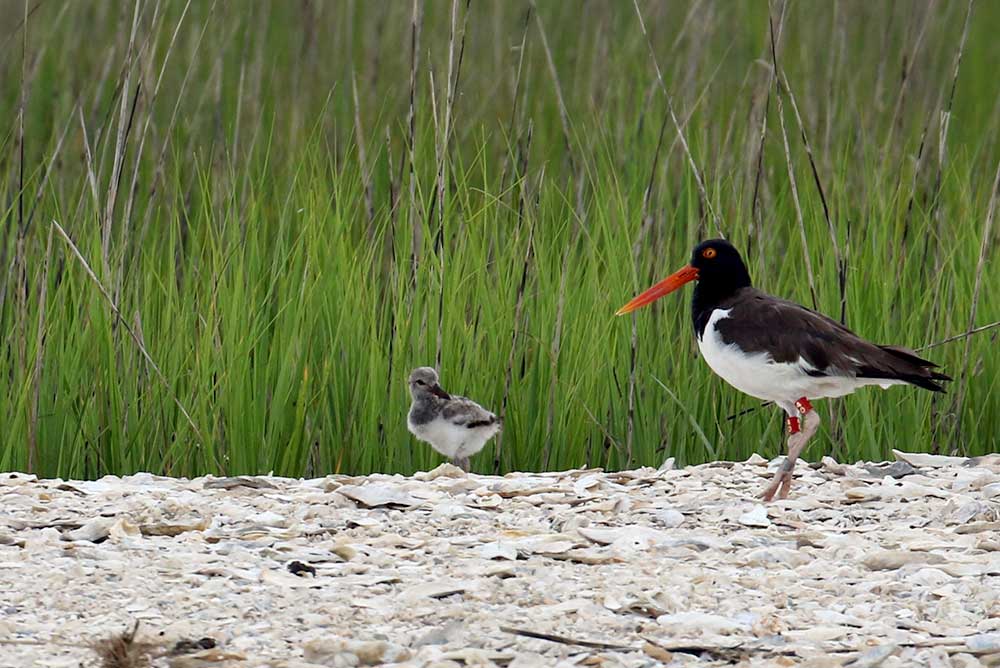 American Oystercatcher by Tim Keyes