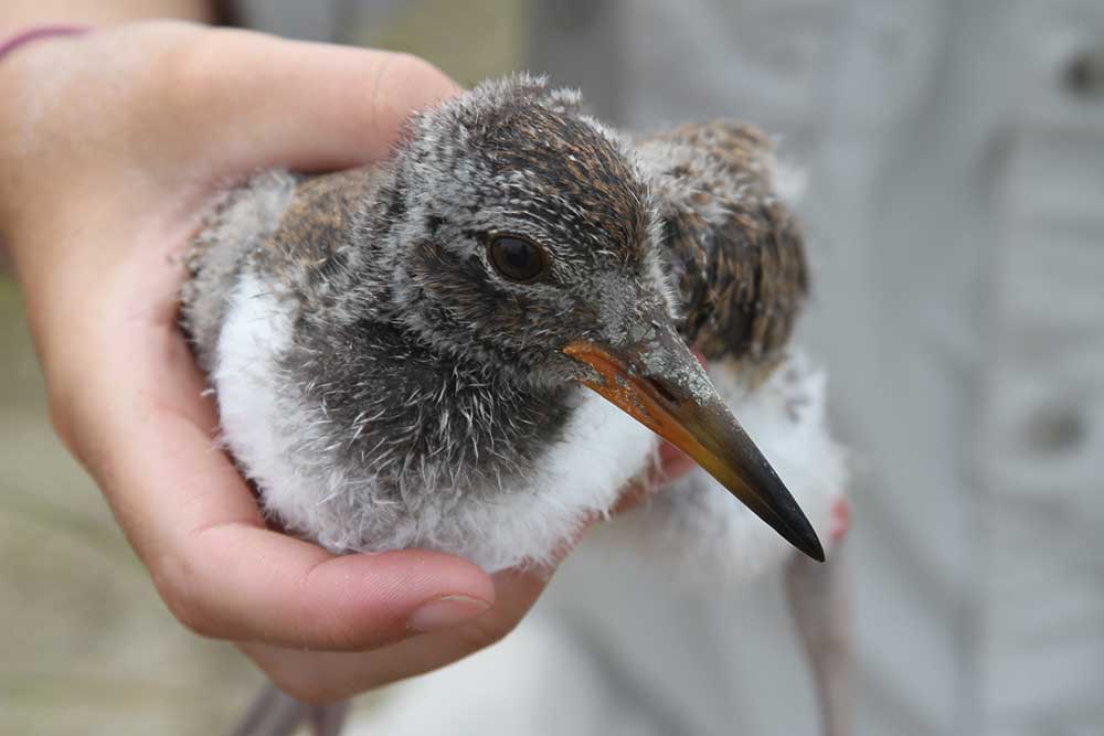 AMOY Chick Banding by Tim Keyes