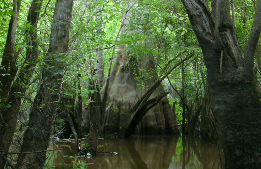 altamaha-riverkeeper Altamaha Riverkeeper