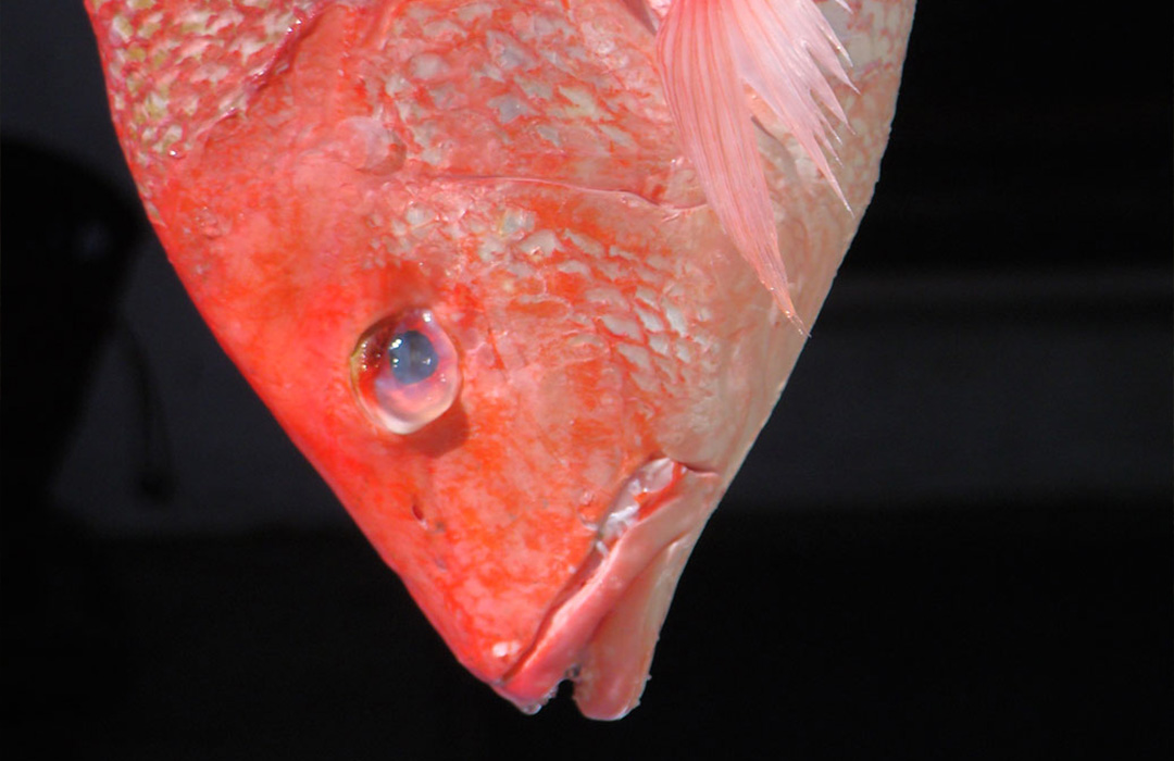 altamaha-riverkeeper American Red Snapper fish