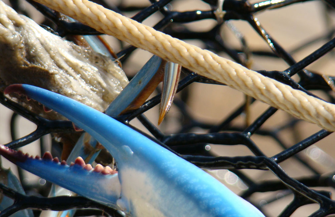 altamaha-riverkeeper Blue crab claw
