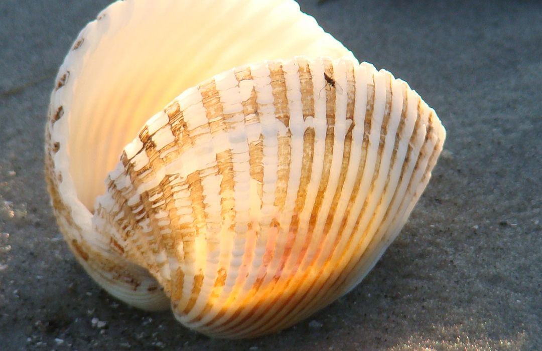 altamaha-riverkeeper Clam