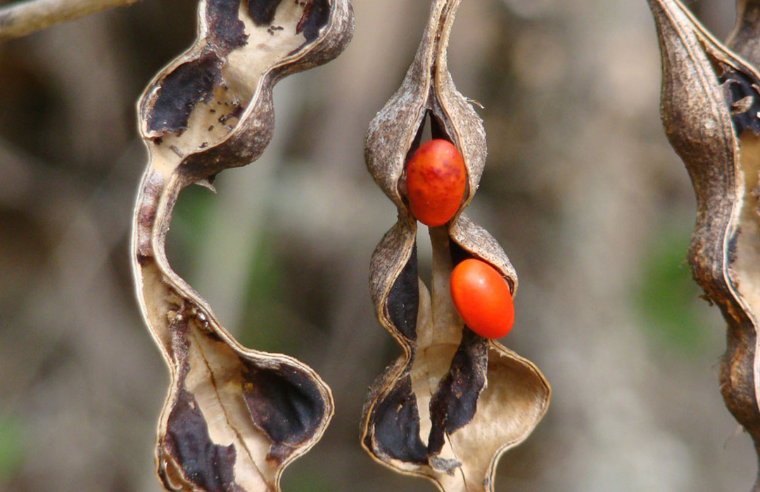altamaha-riverkeeper Coralbean