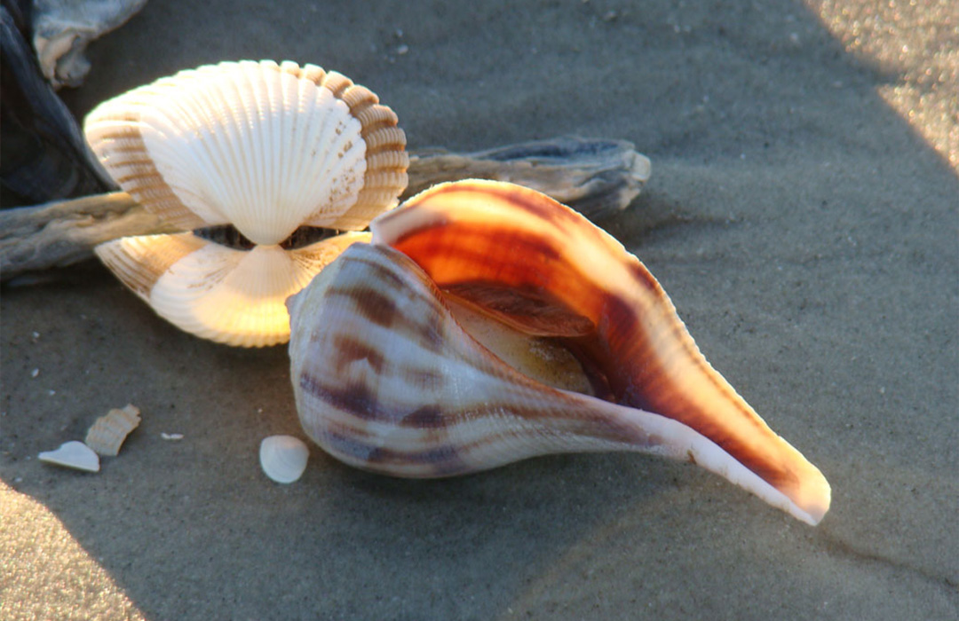 altamaha-riverkeeper A whelk shell on Cumberland Island