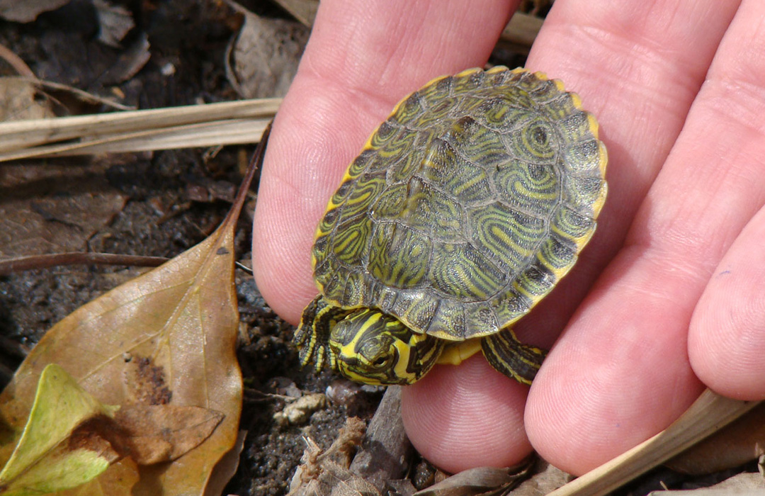 altamaha-riverkeeper Diamondback Terrapin