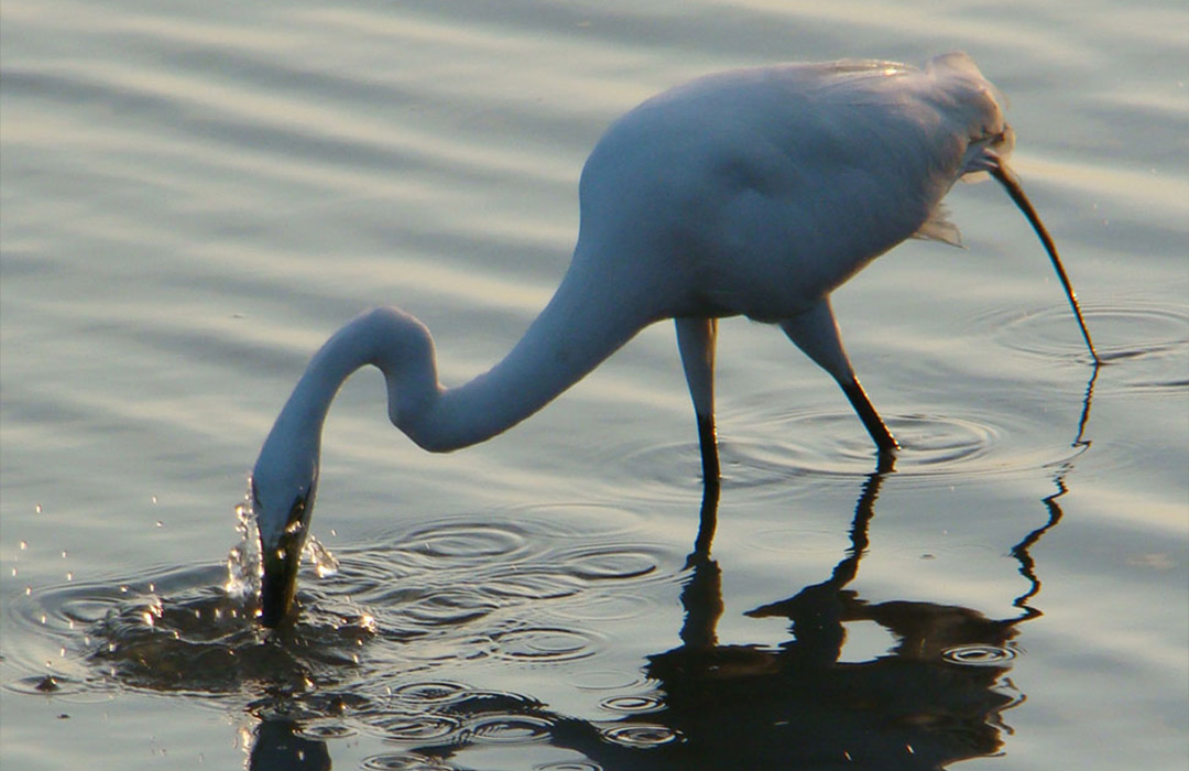 altamaha-riverkeeper An egret feeding in the water.