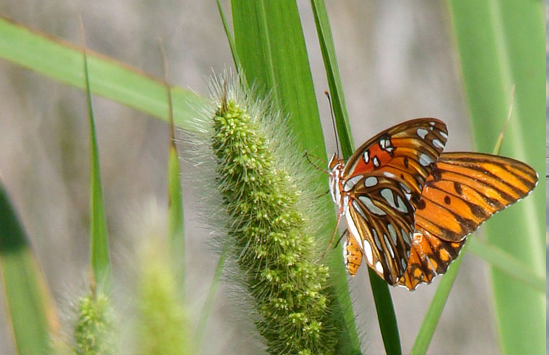 altamaha-riverkeeper Giant Foxtail and Gulf Fritillary