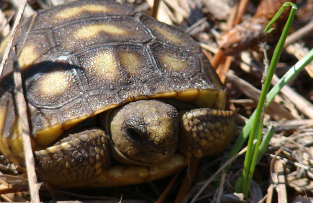 altamaha-riverkeeper Gopher tortoise baby