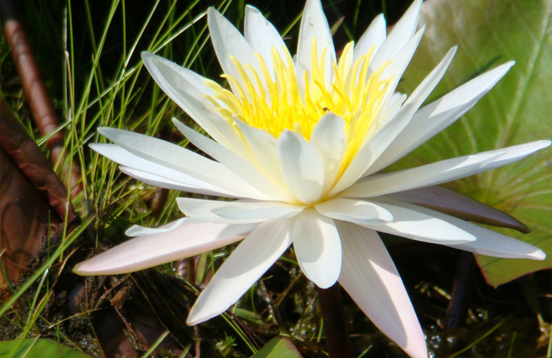 altamaha-riverkeeper Nymphaea Odorata