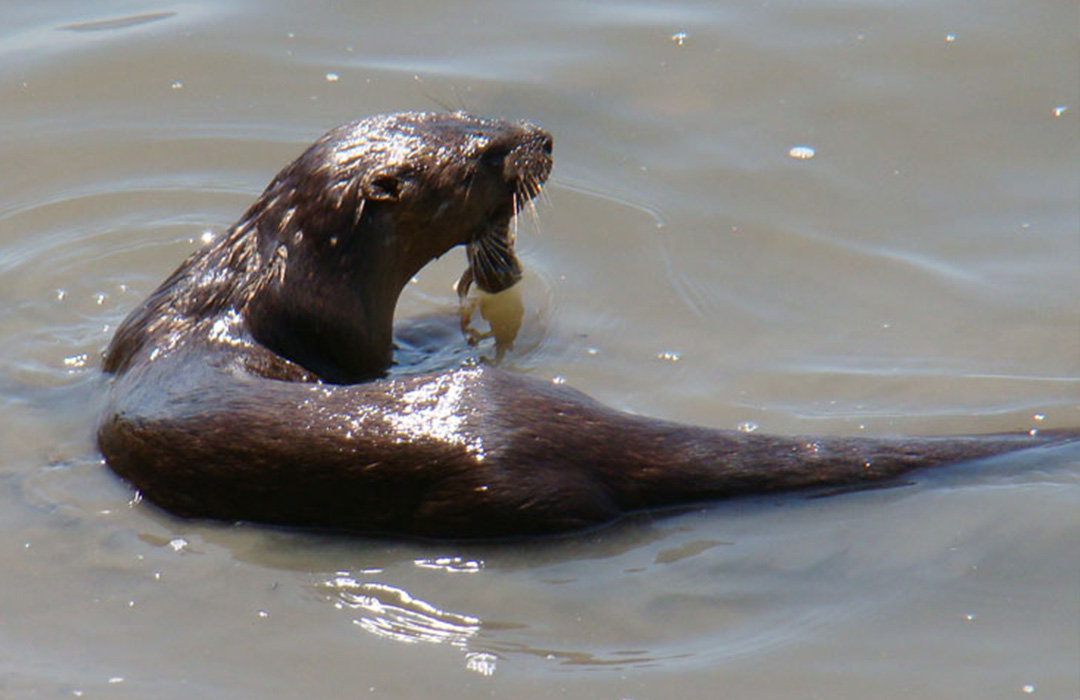 altamaha-riverkeeper Otter eating fish
