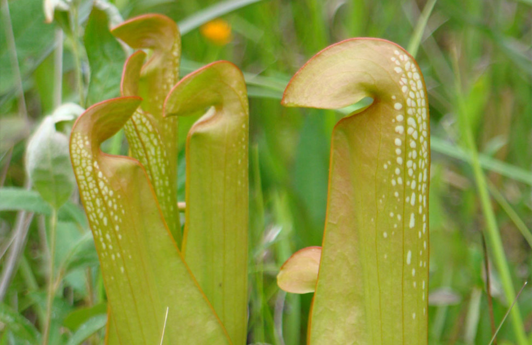 altamaha-riverkeeper Pitcher plant