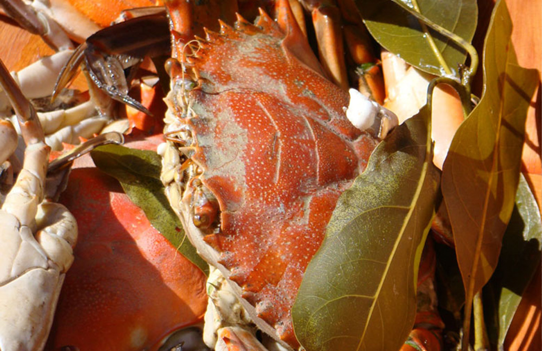 altamaha-riverkeeper A red crab