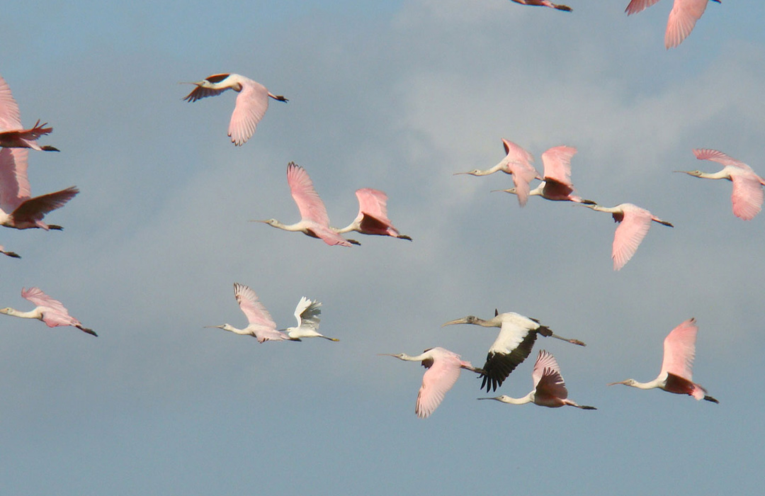 altamaha-riverkeeper Roseate birds in flight