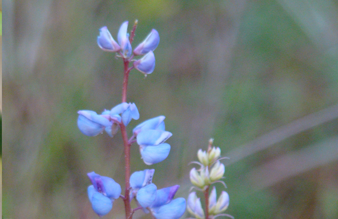altamaha-riverkeeper Sundial Lupine