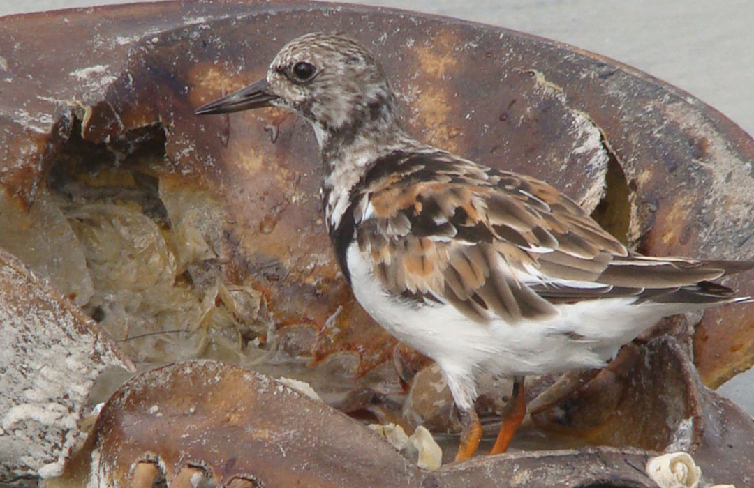 altamaha-riverkeeper Turnstone