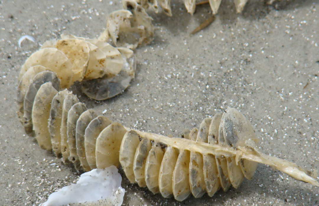 altamaha-riverkeeper Whelk case
