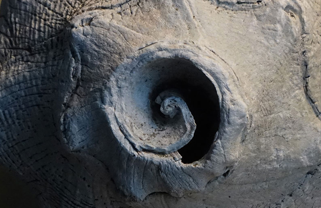 altamaha-riverkeeper Whelk shell spiral