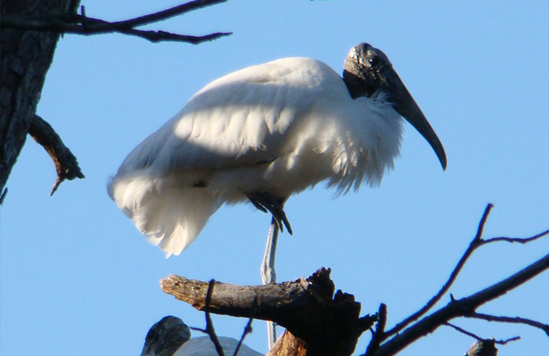 altamaha-riverkeeper Winter Wood Stork