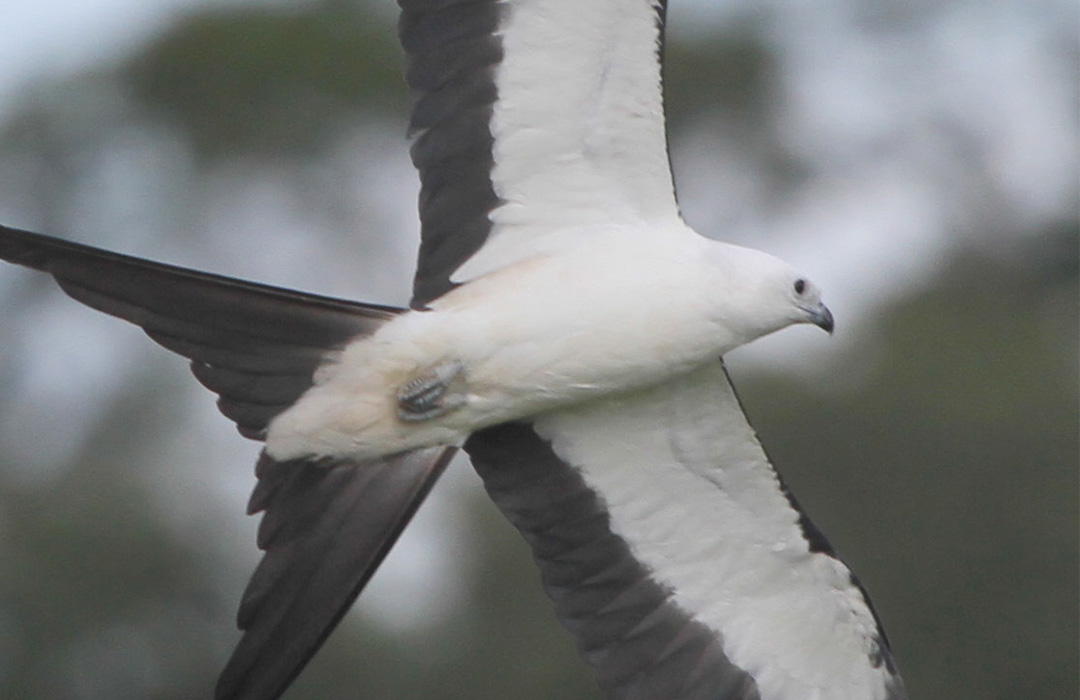 altamaha-riverkeeper A beautiful coastal bird in flight.