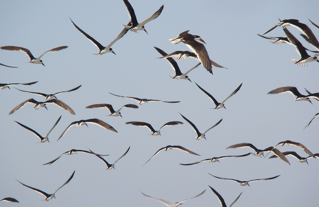 altamaha-riverkeeper A flock of birds