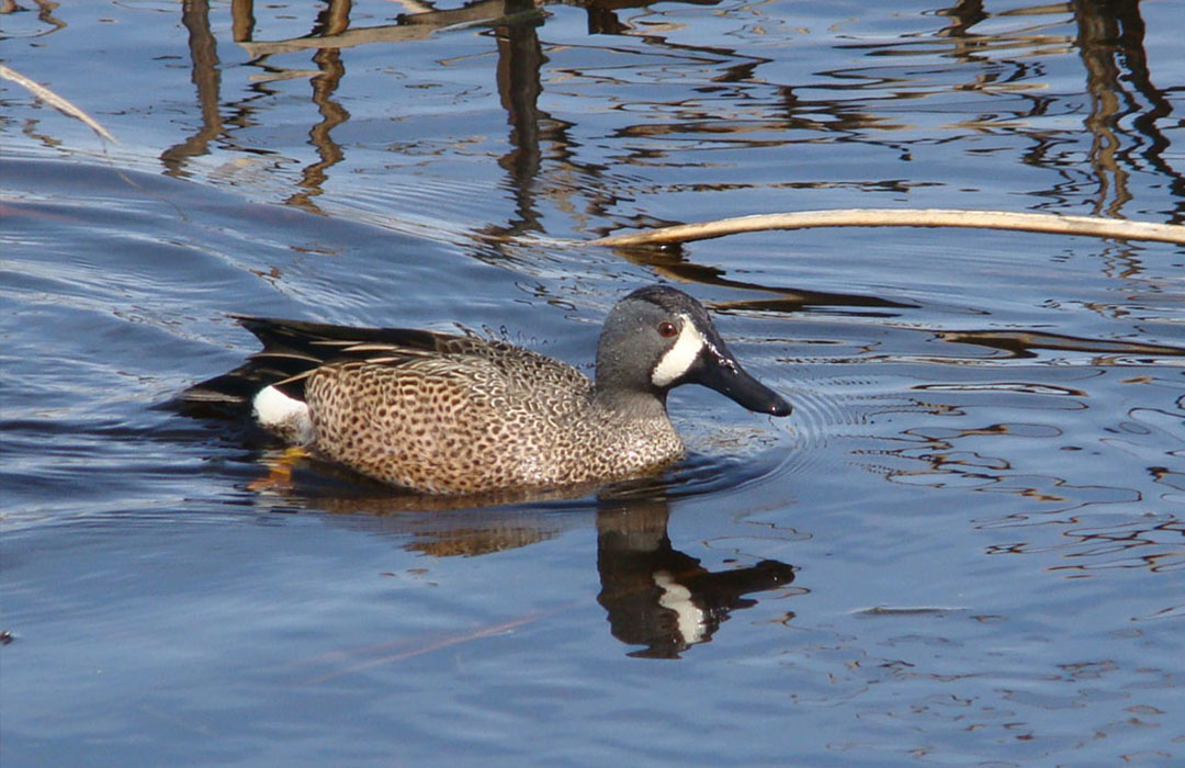 altamaha-riverkeeper A duck swimming in water.