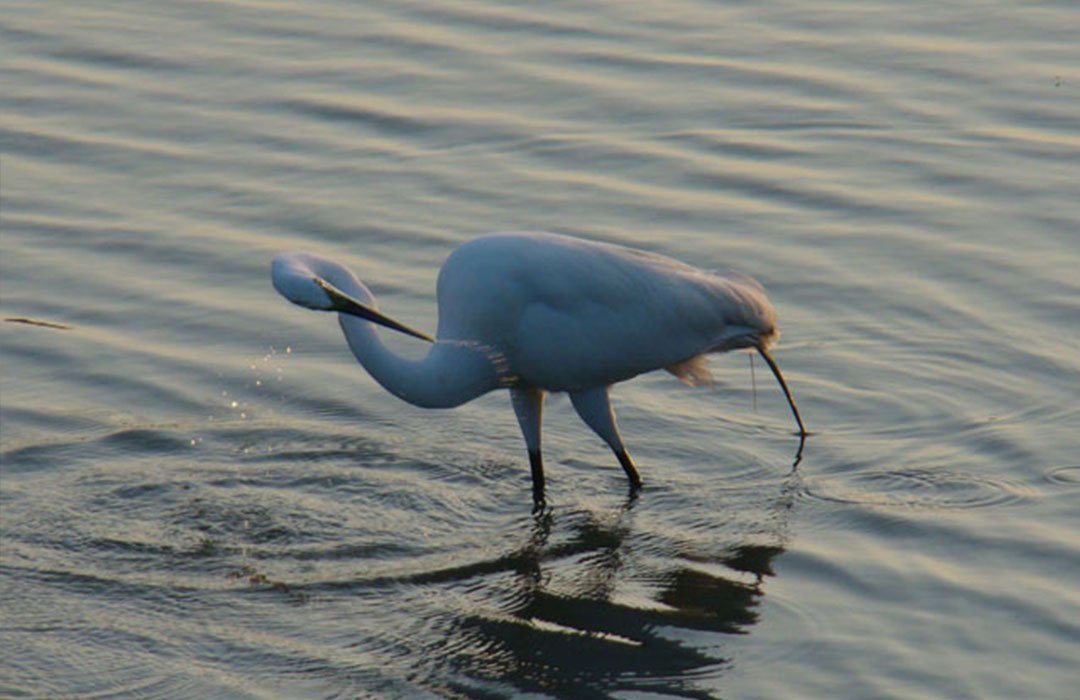 altamaha-riverkeeper Egret in the water
