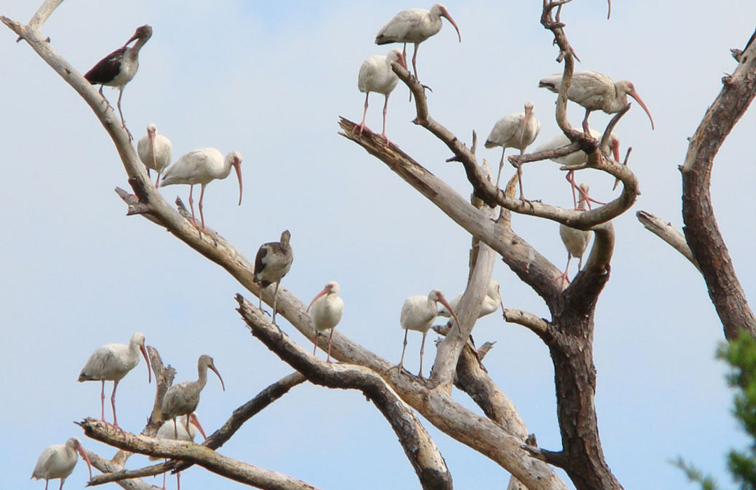 altamaha-riverkeeper Ibis birds