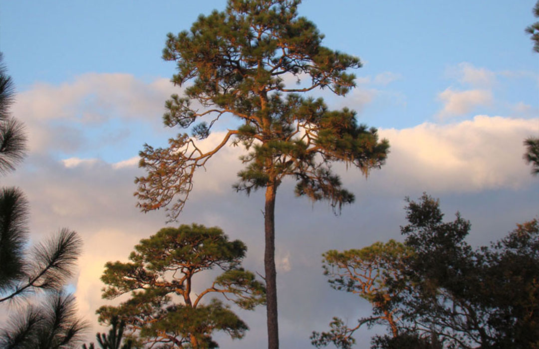 altamaha-riverkeeper Longleaf pine