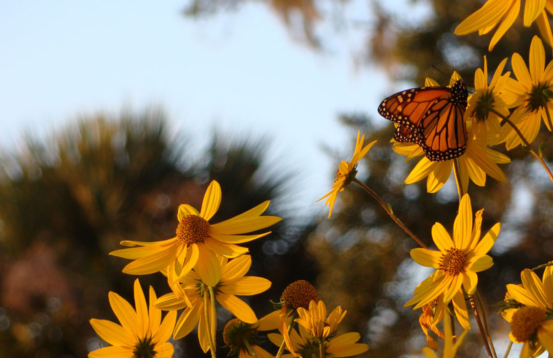 altamaha-riverkeeper Monarch butterfly on a flower
