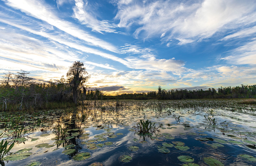 altamaha-riverkeeper Okefenokee Swamp
