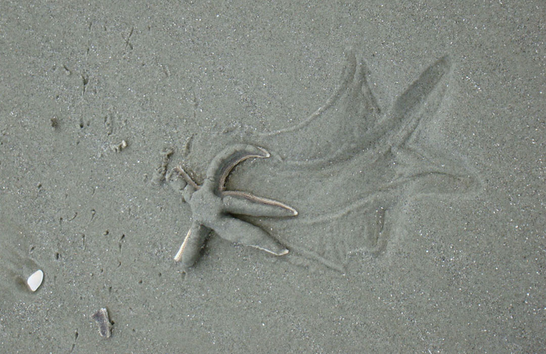altamaha-riverkeeper A starfish in the sand.
