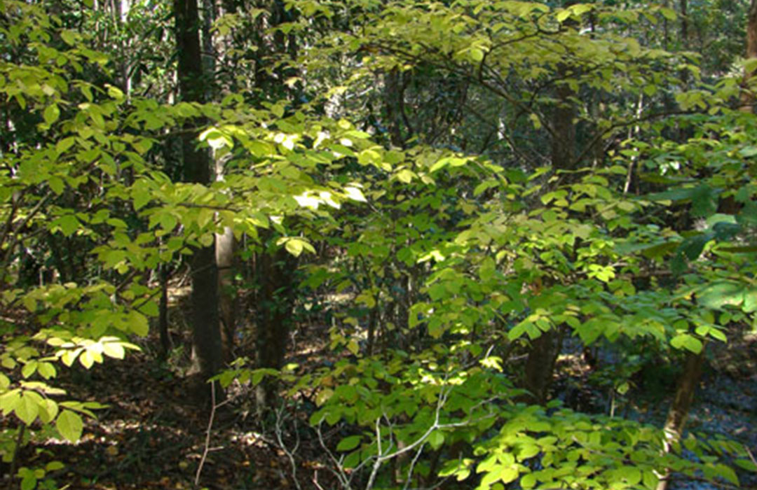 altamaha-riverkeeper Stewartia