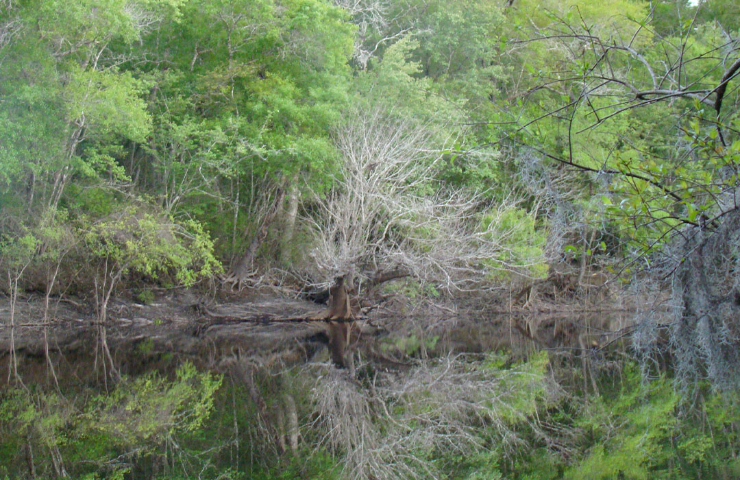 altamaha-riverkeeper Swamp with trees and Spanish moss.