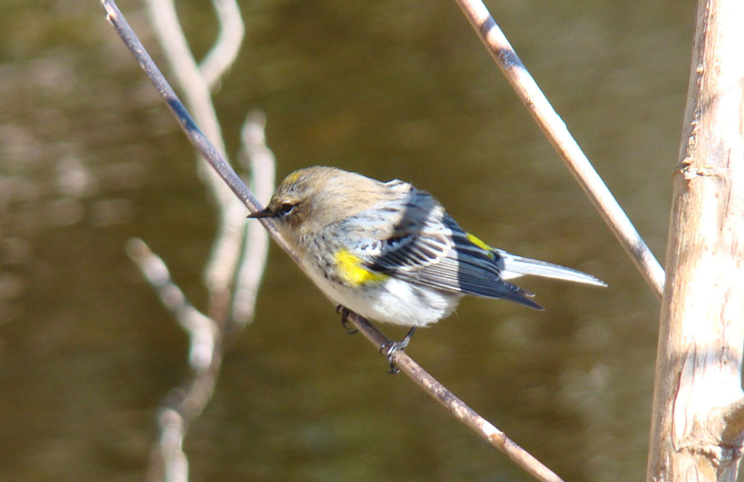 altamaha-riverkeeper Warbler bird