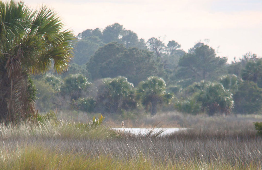 altamaha-riverkeeper A palm tree in winter.